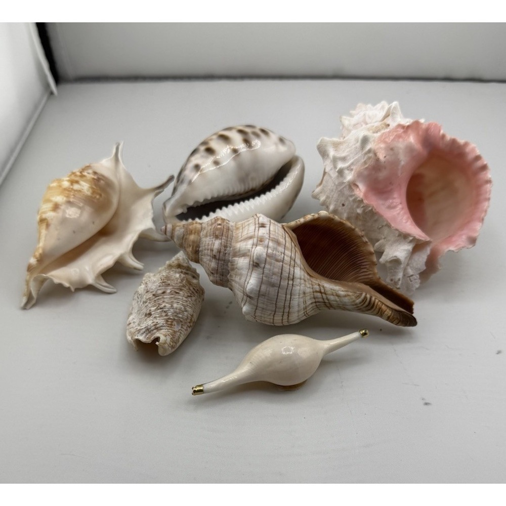 Set Of 8 VTG Estate Sea Shells Inclu. Various Sizes And Types + 10" Conch - Picture 9 of 16